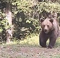 🎥 WTF! Levensgevaarlijke beer met welpen duikt op tussen renners