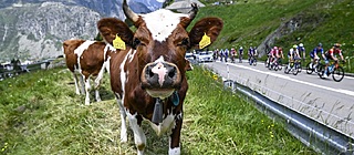 Ronde van Zwitserland 2024: parcours en favorieten – dit kun je verwachten